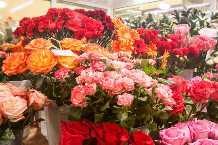 Почему желтеют лепестки комнатных роз и что с этим делать