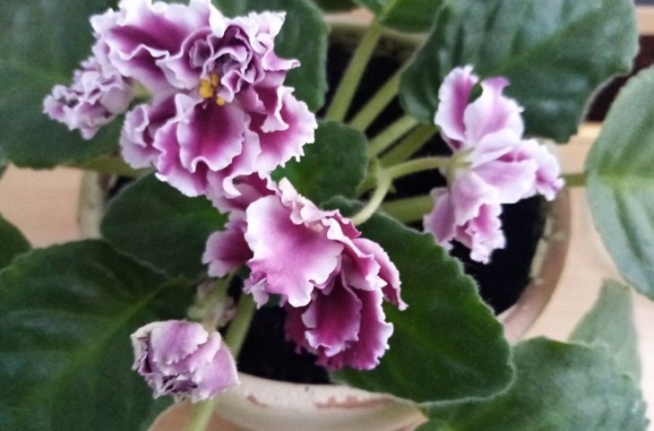 Фиалки цветут круглый год, без пятен и мучнистых пятен: оказывается, многие люди даже не знают, откуда они родом