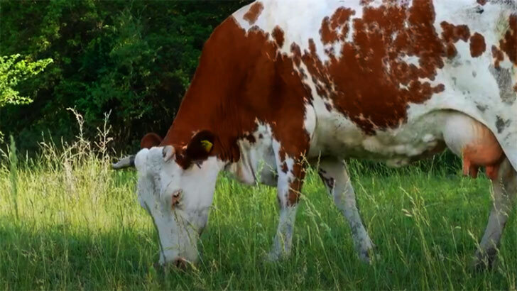 На всю деревню осталась последняя корова