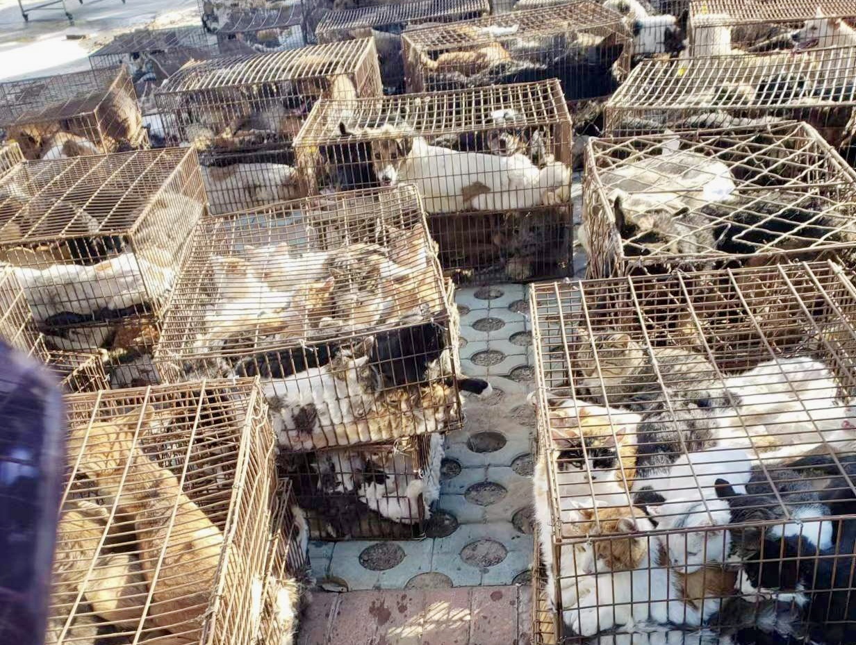 Душераздирающая новость, когда 370 собак и кошек умирают на борту грузовика на скотобойне, направляющегося вторговлю мясом в Китае; Выжившие спасены