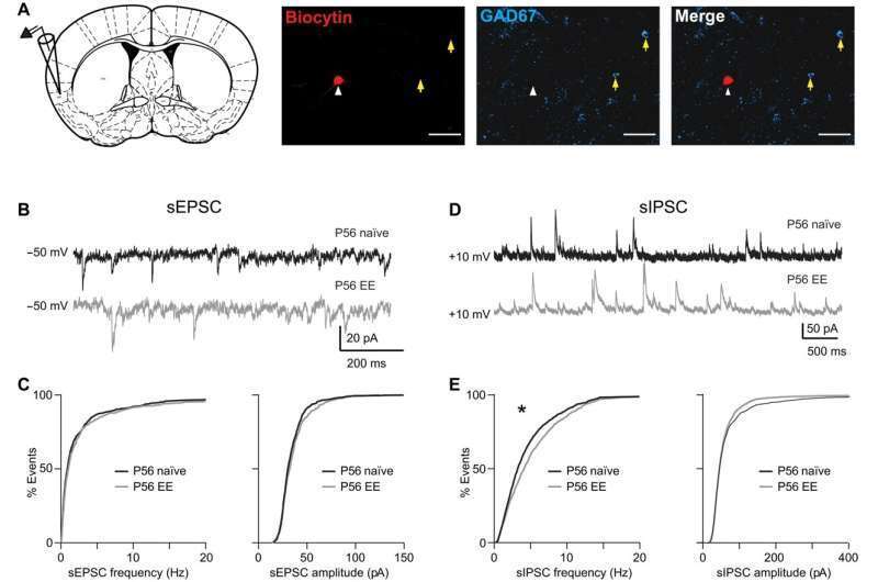 Пища для размышлений: Раннее питание формирует мозг и влияет на то, что мы любим есть.