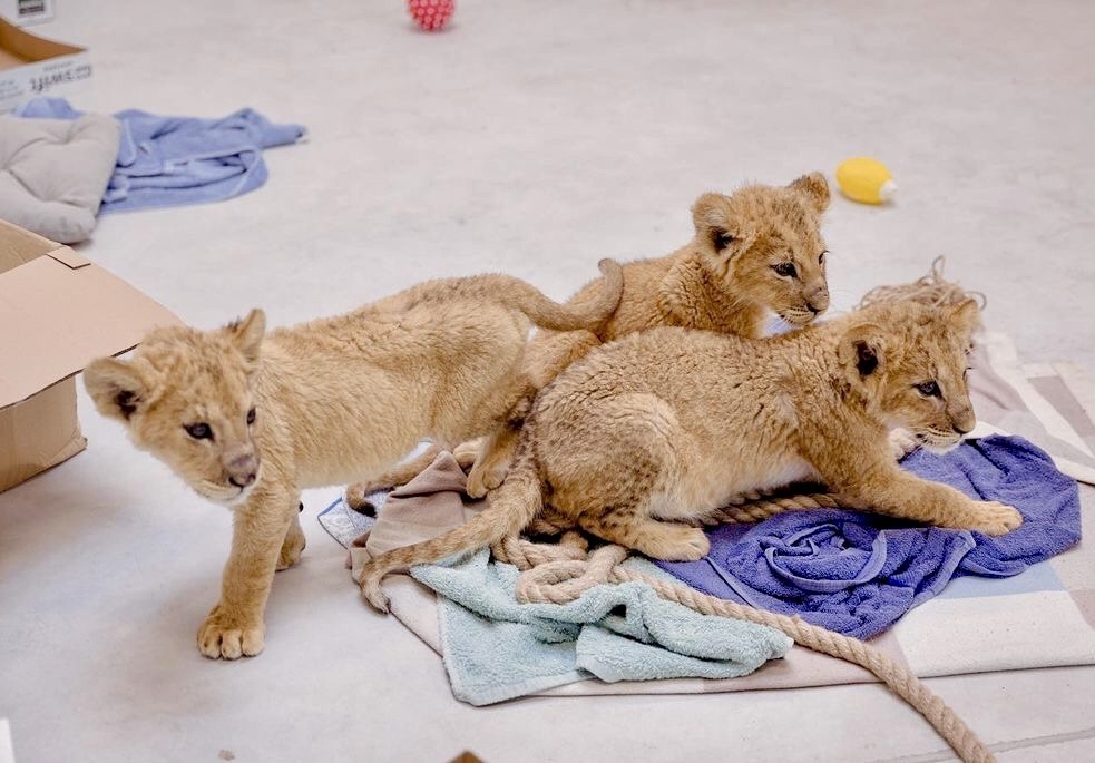 Четыре львенка и черный леопард были спасены из раздираемой войной Украины и теперь в безопасности в Польше