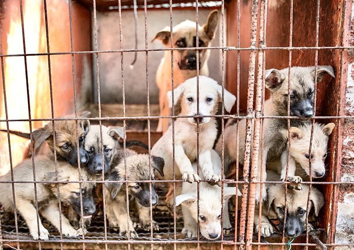 Южнокорейцы в возрасте 20 лет чувствуют давление со стороны своих старейшин, чтобы потреблять собачье мясо, но большая часть поддерживает запрет