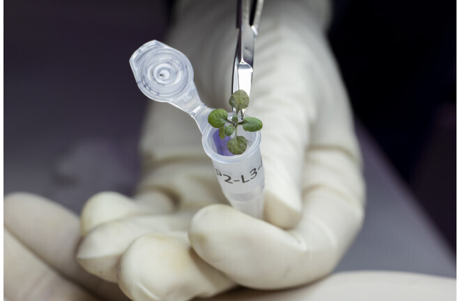 Ученые выращивают первые растения в лунном грунте