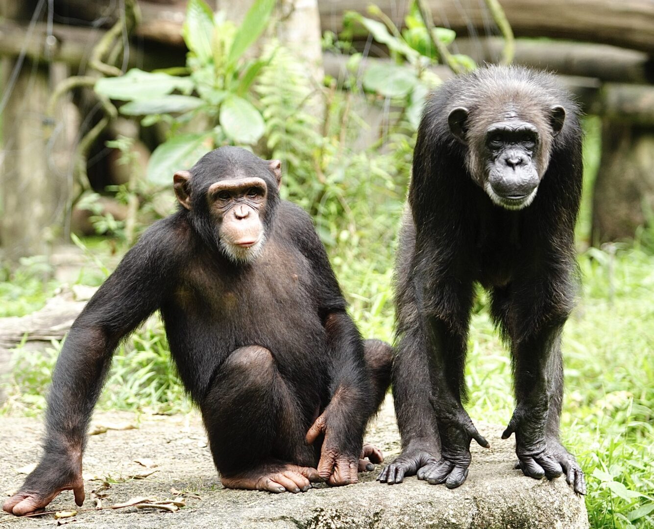 Ломка! Трое шимпанзе застрелены после побега из своего вольера в шведском зоопарке