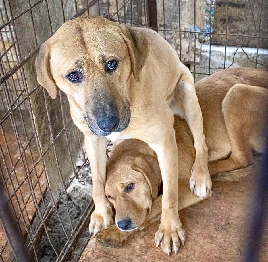 Южнокорейцы в возрасте 20 лет чувствуют давление со стороны своих старейшин, чтобы потреблять собачье мясо, но большая часть поддерживает запрет