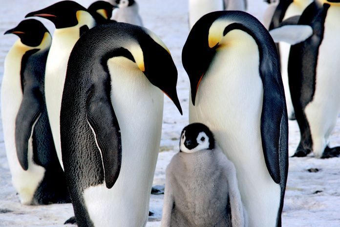Императорские пингвины теперь будут охраняемым видом в соответствии с Законом США об исчезающих видах