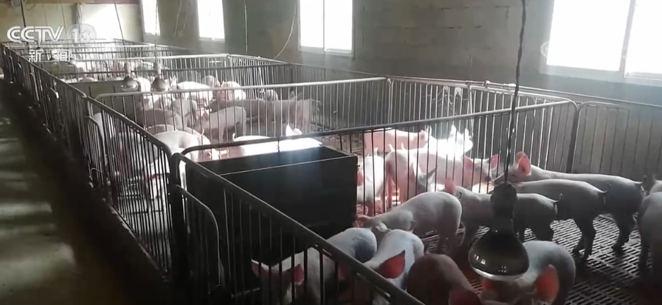 Ожидается, что колебания цен на живых свиней в 2023 году будут меньше, чем в 2022 году.