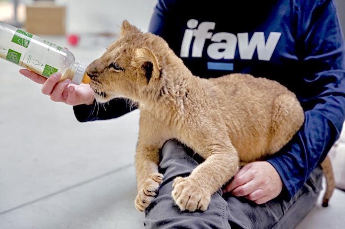 Четыре львенка и черный леопард были спасены из раздираемой войной Украины и теперь в безопасности в Польше