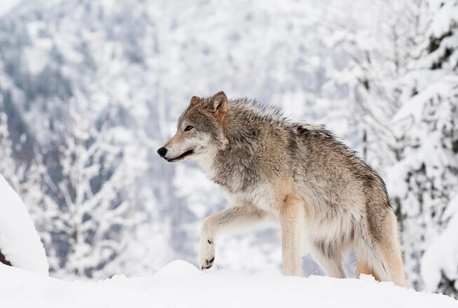"Русские" животные