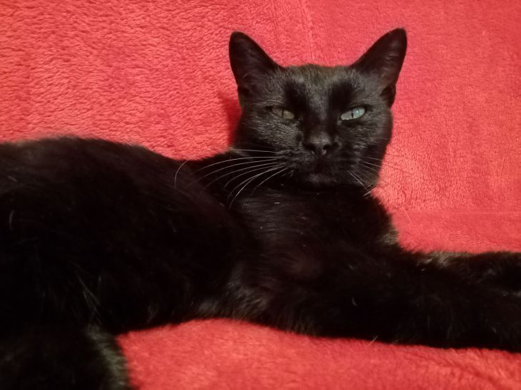 3 причины, почему кошки подмигивают людям