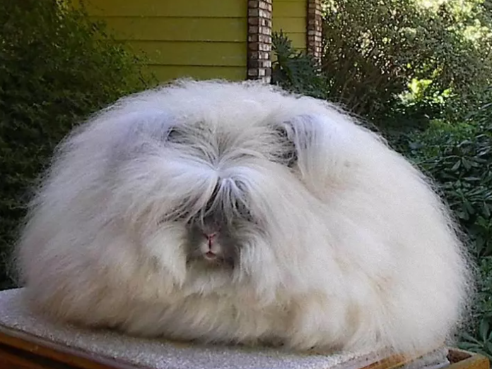 Топ 5 Самых странных существ в мире