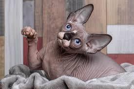 О чем нужно подумать прежде чем завести бенгальского кота и мейн-куна?