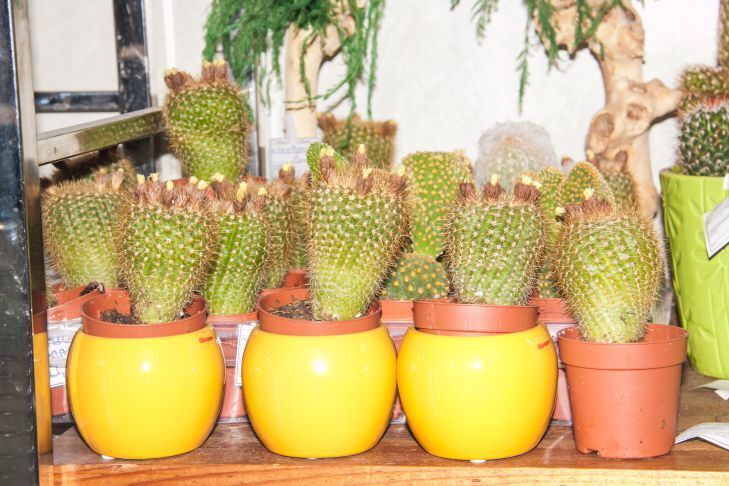 Как подготовить комнатные растения к весне: 3 важные вещи, которые нужно сделать, чтобы спланировать конец зимы