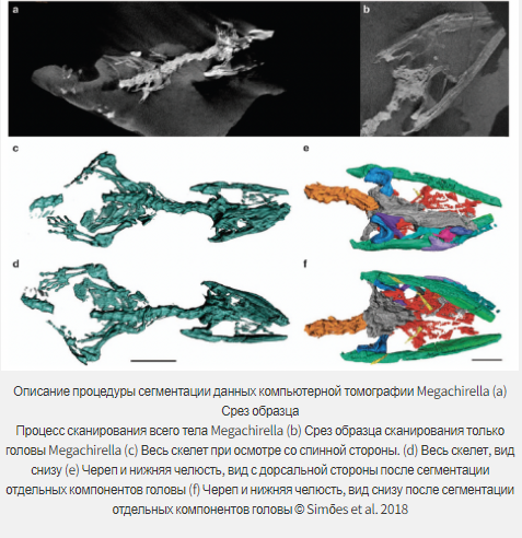 Предки ящериц жили дольше, чем считалось?