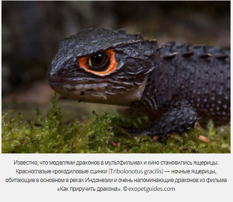 Предки ящериц жили дольше, чем считалось?