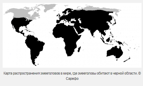 Предки ящериц жили дольше, чем считалось?