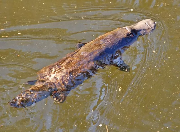 Топ 5 Самых странных существ в мире