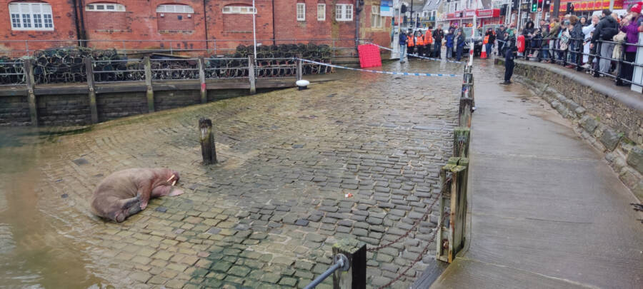 Отмена новогоднего фейерверка из-за арктического моржа.