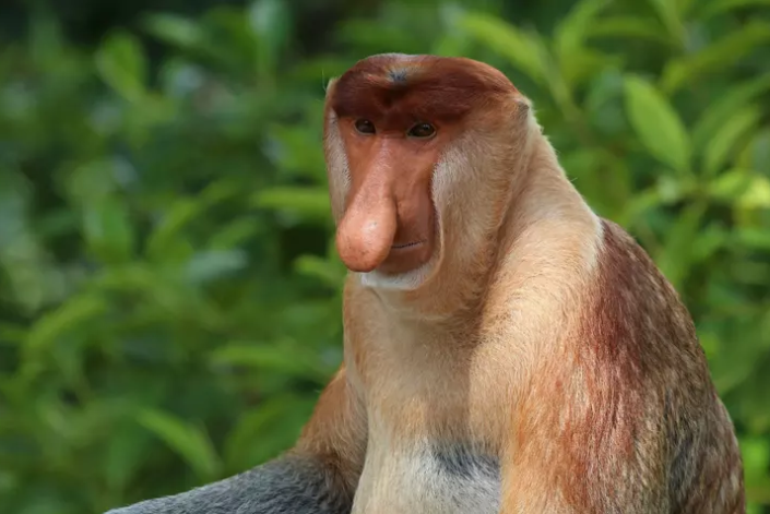 Топ 5 Самых странных существ в мире