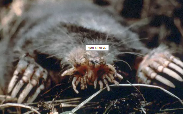 Топ 5 Самых странных существ в мире