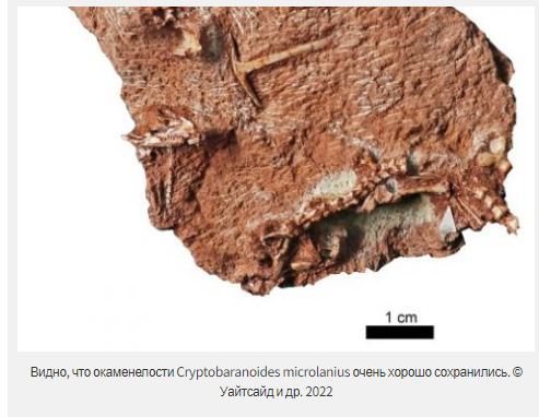 Предки ящериц жили дольше, чем считалось?