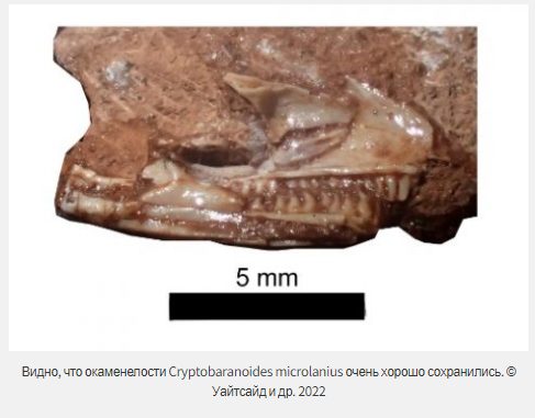 Предки ящериц жили дольше, чем считалось?