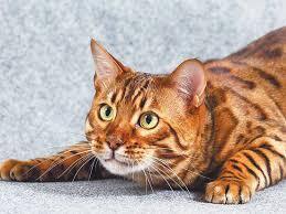 О чем нужно подумать прежде чем завести бенгальского кота и мейн-куна?