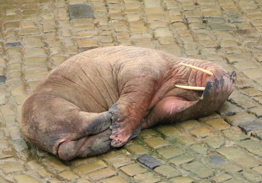 Отмена новогоднего фейерверка из-за арктического моржа.