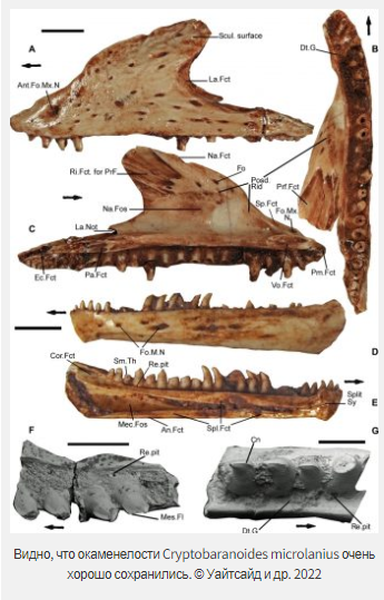 Предки ящериц жили дольше, чем считалось?