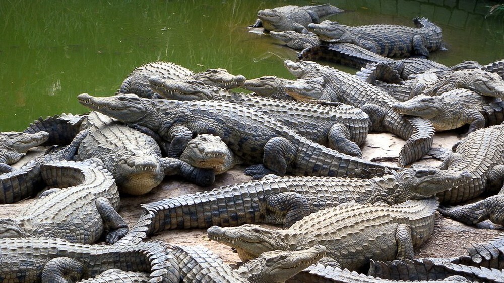 Животные погибают на ферме.