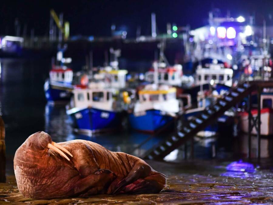 Отмена новогоднего фейерверка из-за арктического моржа.