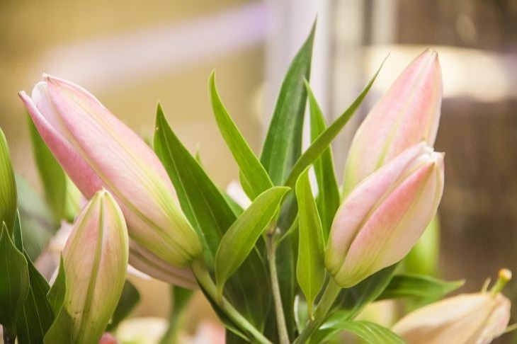 Без этих шагов тюльпаны быстро завянут: Как продлить «жизнь» вашего букета.