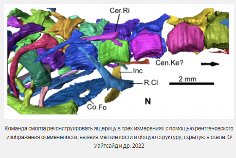 Предки ящериц жили дольше, чем считалось?