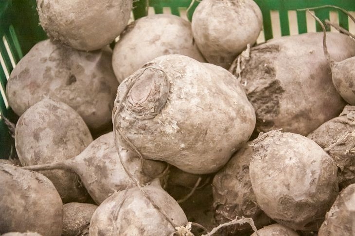 Это удобрение делает свеклу жесткой и невкусной: ошибка начинающего огородника