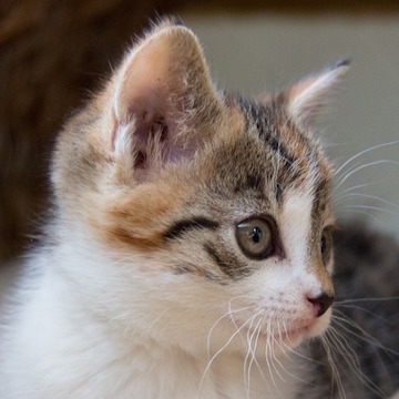 О чем нужно подумать прежде чем завести бенгальского кота и мейн-куна?