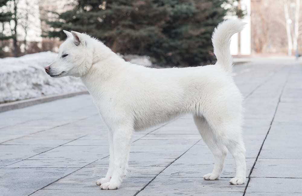 Породы дорогих собак (ч.4)