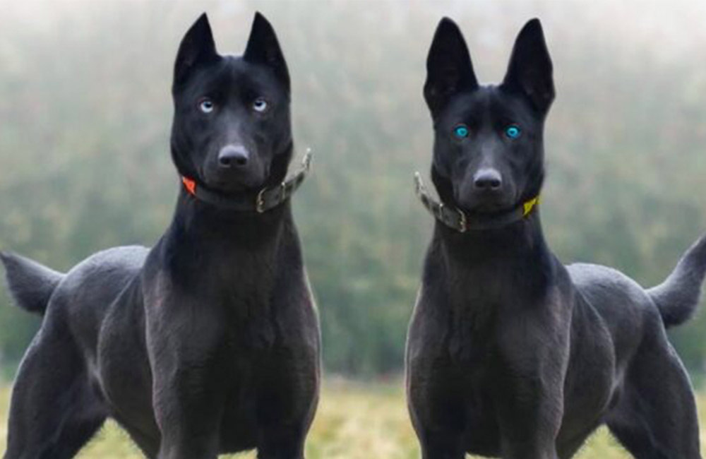 Самые дорогие породы собак в мире