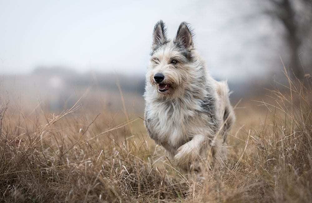 Породы собак самые дорогие в мире (ч.2)