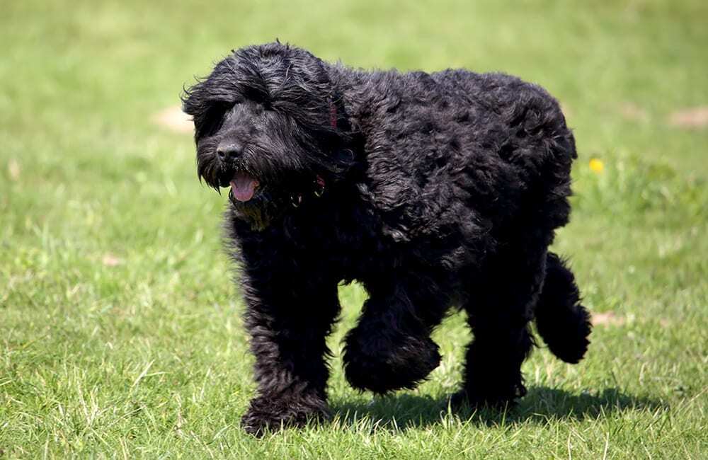 Породы собак самые дорогие в мире (ч.2)