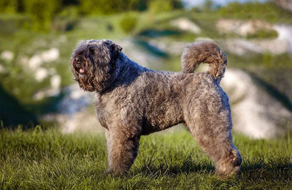 Самые дорогие породы собак в мире