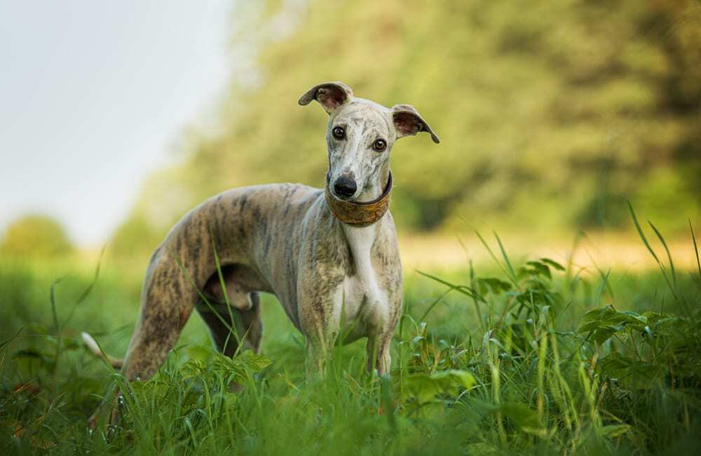 Породы дорогих собак (ч.4)