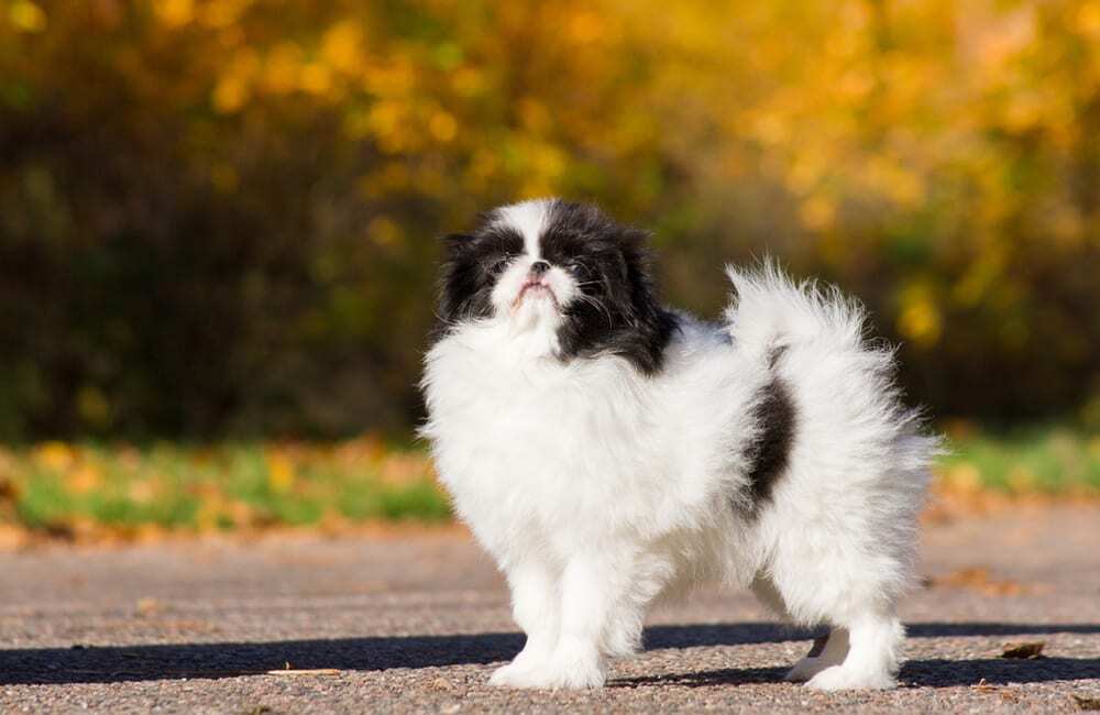 Породы дорогих собак (ч.4)