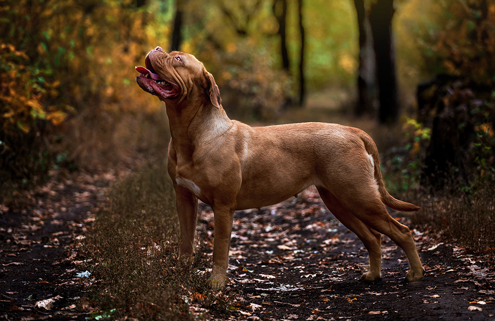 Породы собак самые дорогие в мире (ч.2)