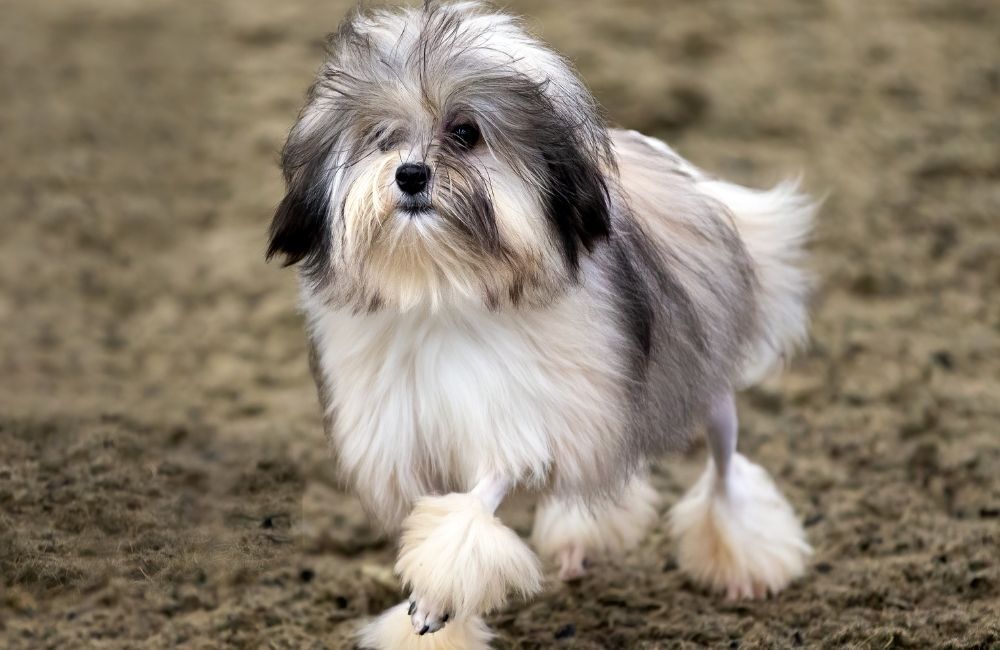 Самые дорогие породы собак в мире