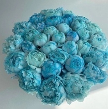 Лейла, г. Ставрополь