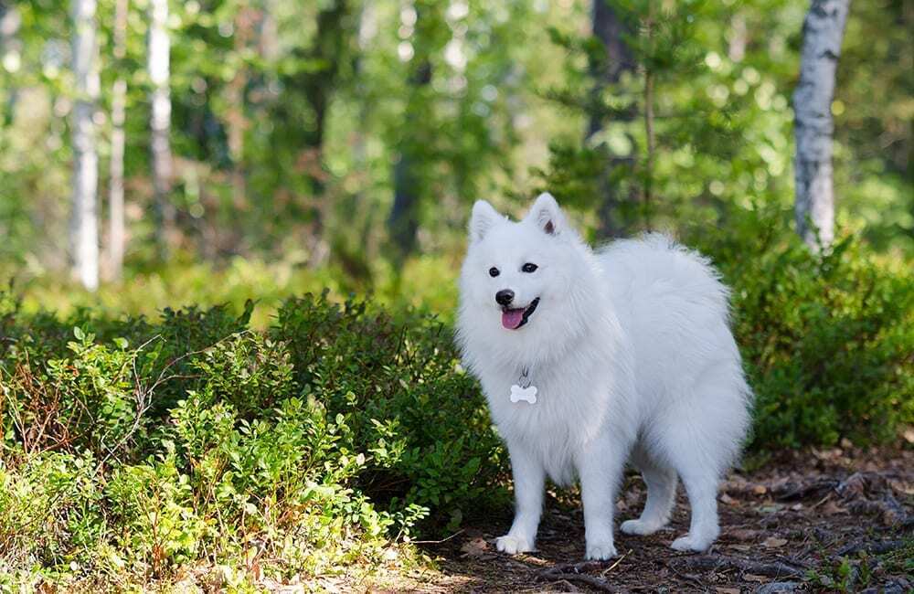 Дорогие породы собак в мире (ч.3)