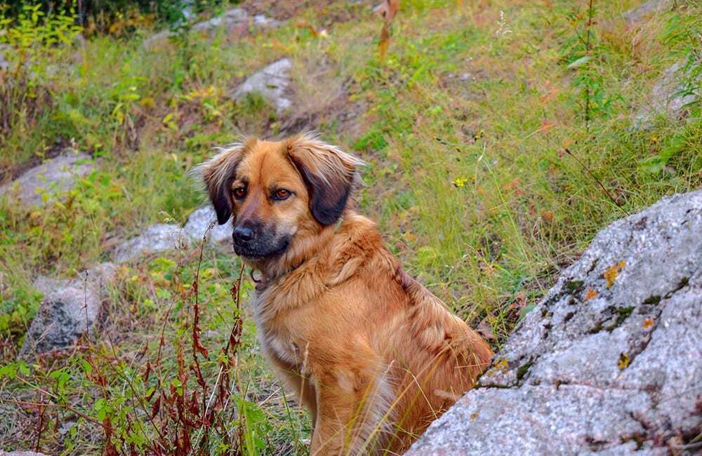 Породы дорогих собак (ч.4)