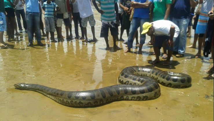 Анаконда – самая большая змея в мире.