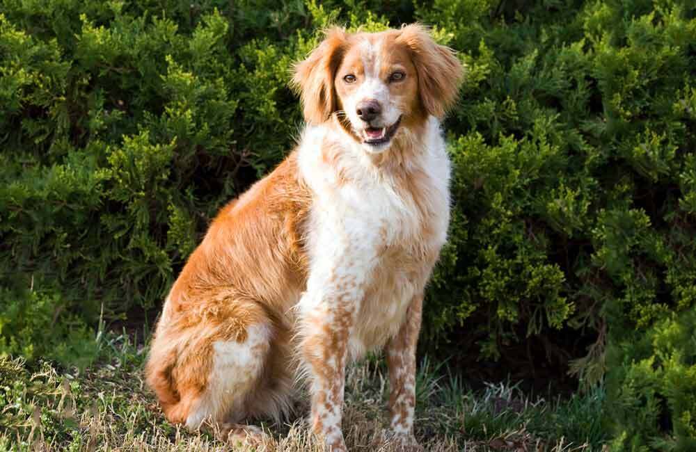 Породы дорогих собак (ч.4)